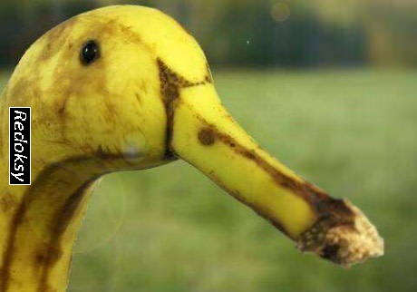 banana-duck